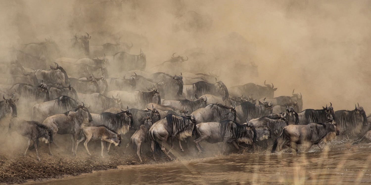 Wildebeest Migration in Masai Mara, Kenya When to see the great