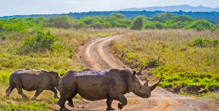 nairobi safari park entry fee